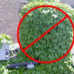 Plants Near Outdoor Air Conditioning Unit