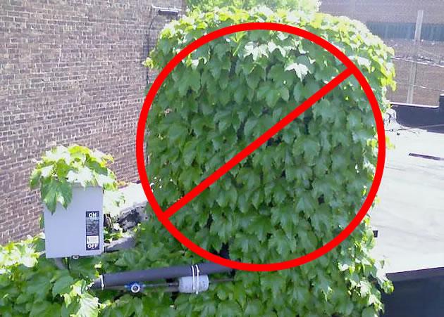 Plants Near Outdoor Air Conditioning Unit